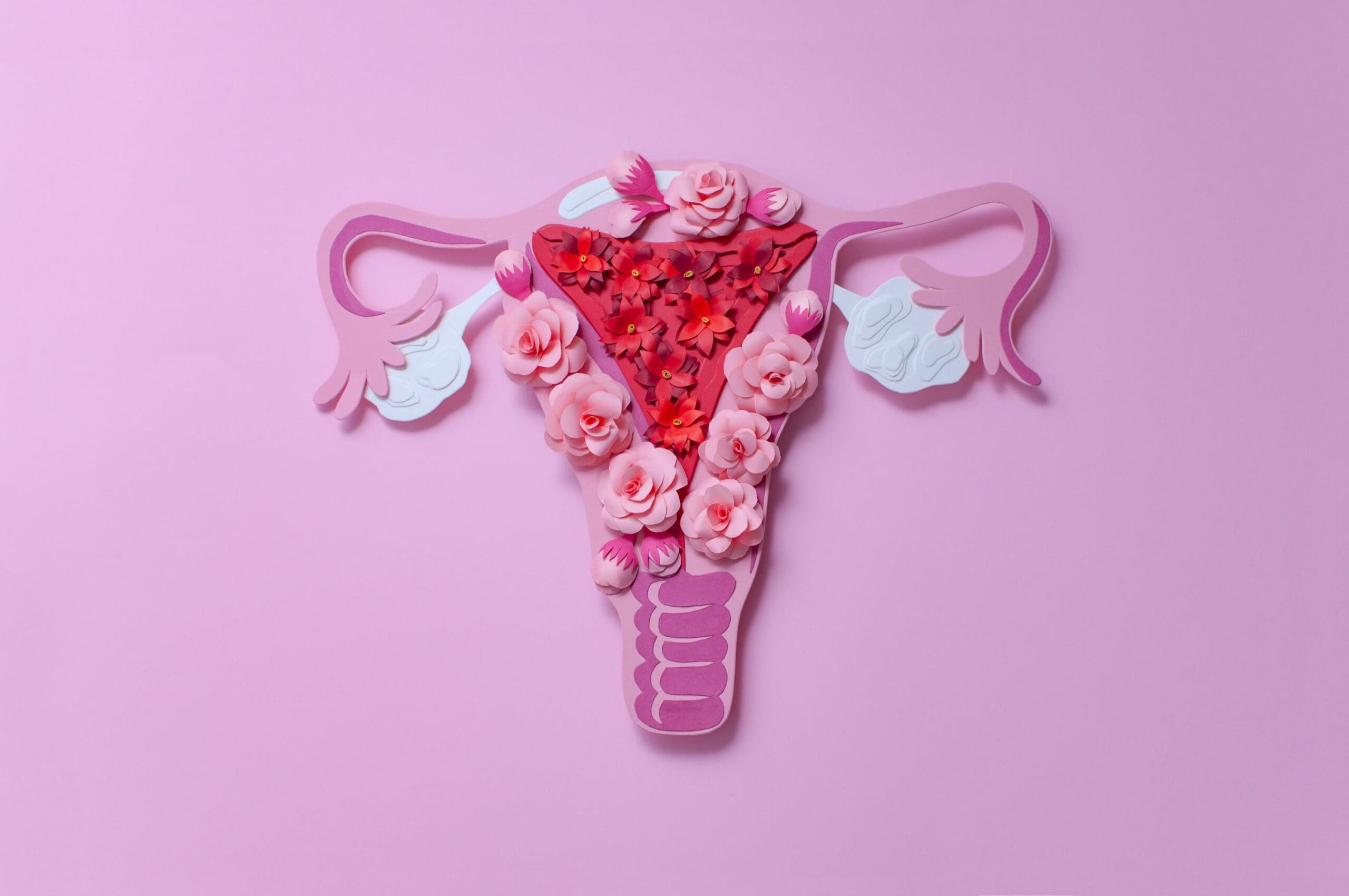 Female reproductive organs - MyDr.com.au