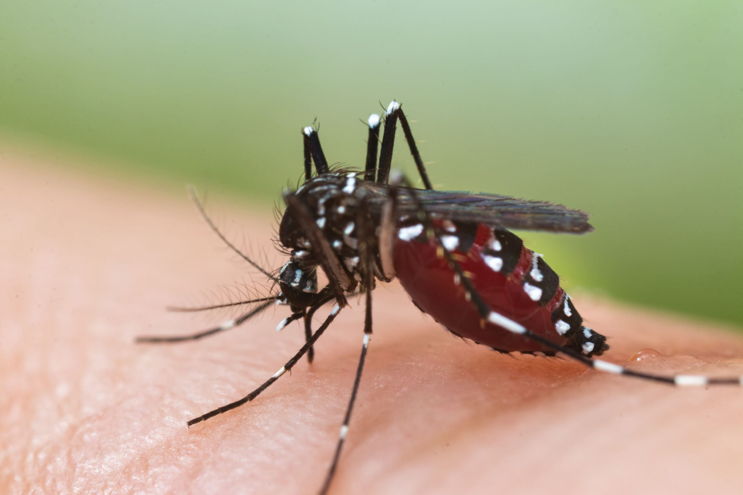 Dengue Fever Mydr Com Au