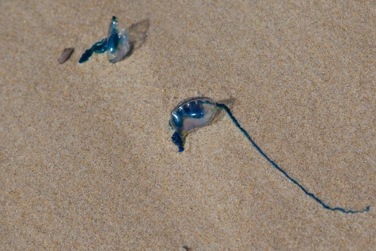 Bluebottle stings - myDr.com.au