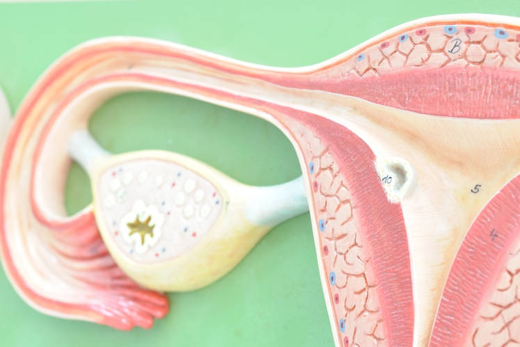Female reproductive organs - myDr.com.au
