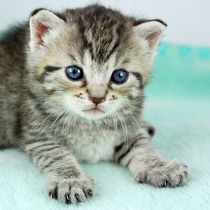 Cat Scratch Disease Mydr Com Au