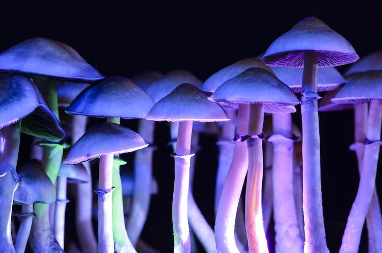 Hallucinogens what are they?
