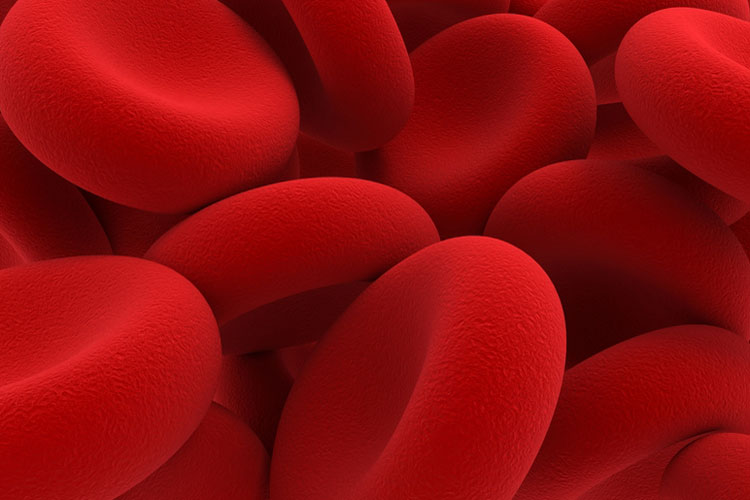 Full Blood Count Fbc Mydr Com Au