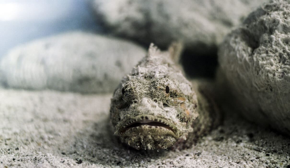 First aid for bites and stings: Stonefish and other stinging fish ...