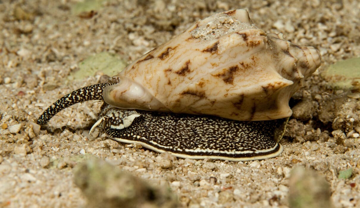 First aid for bites and stings Cone snail