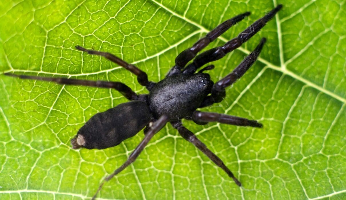 Whitetail spider bite symptoms and treatment